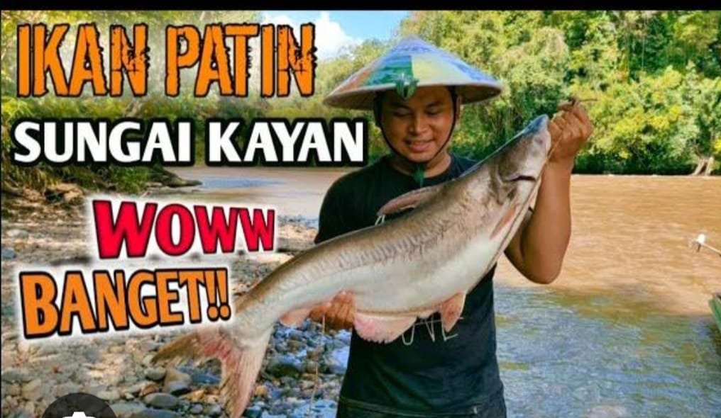 IKAN PATIN SUNGAI KAYAN MERUPAKAN SALAH SATU SUMBER PENDAPATAN PEREKONOMIAN BAGI WARGA