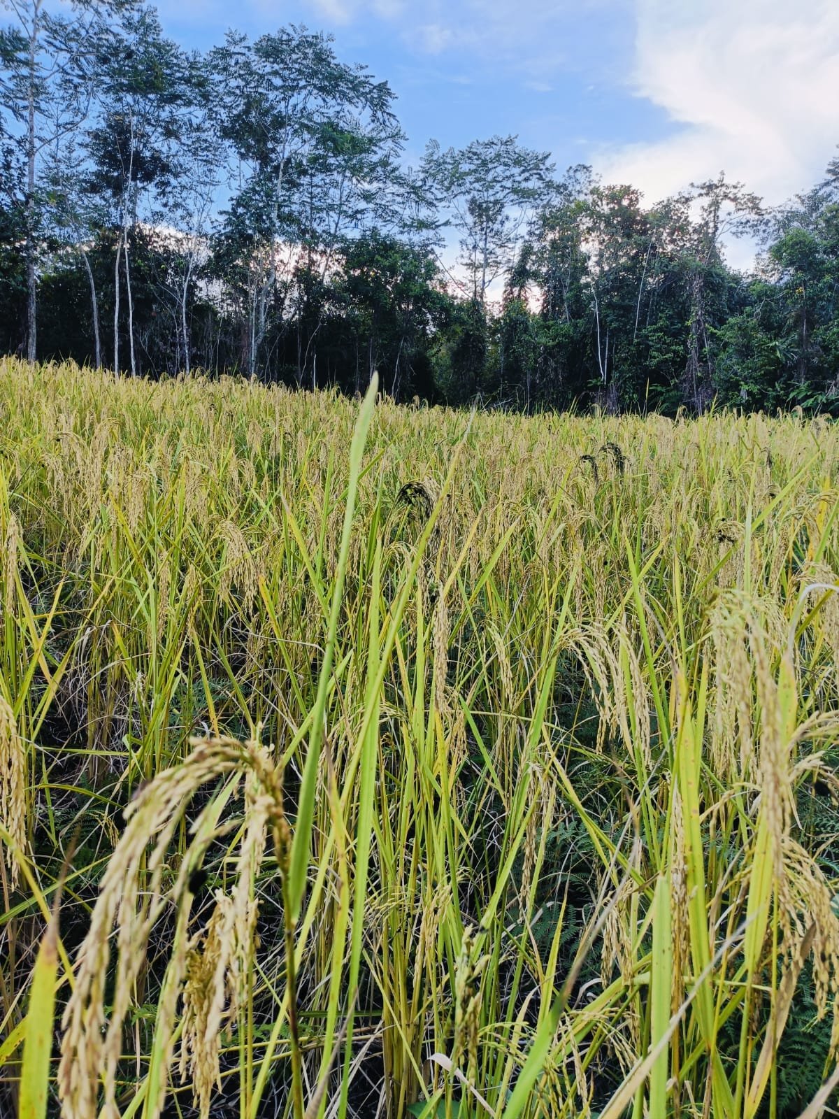 Musim Panen Padi di Kecamatan Kayan Hilir Berlangsung Serentak